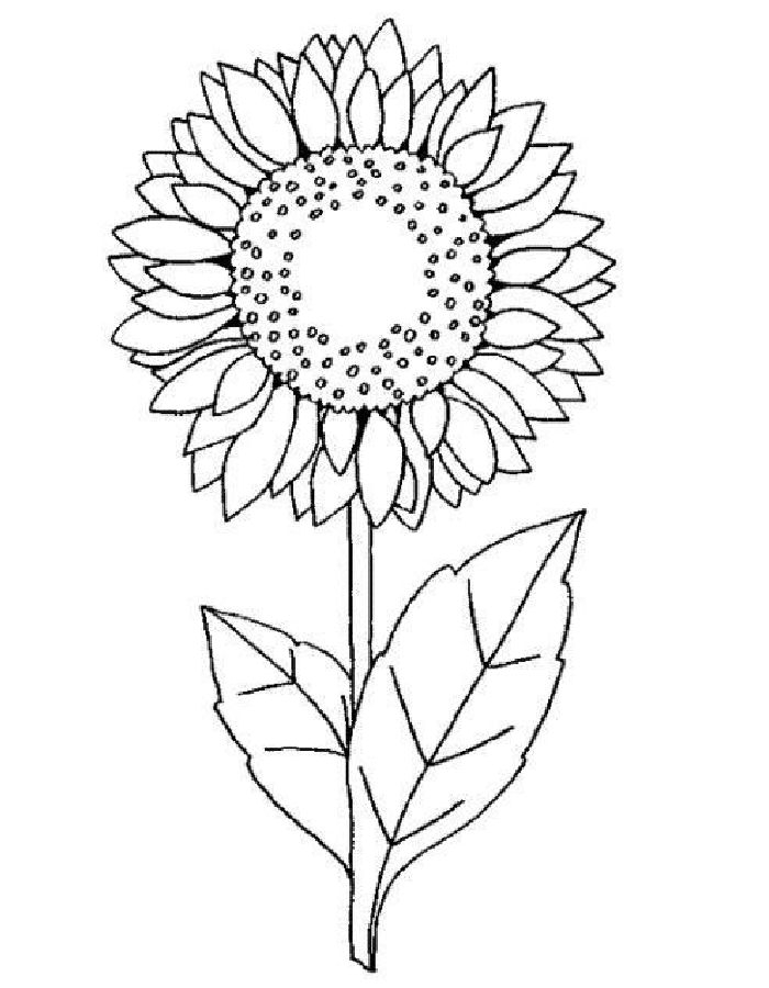 Sunflower Coloring Pages Free Printable PDF Sunflower Coloring Pages Free Printable PDF