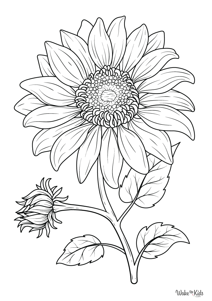 Sunflower Coloring Pages Free Printable PDFs WakeTheKids
