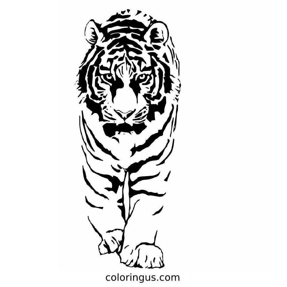 Tiger Coloring Pages Free Printable PDF Tiger Coloring Pages Free Printable PDF