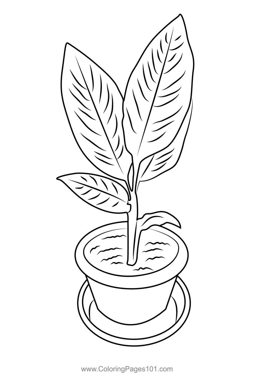 Turmeric Plant Coloring Page For Kids Free Plants Printable Coloring Turmeric Plant Coloring Page For Kids Free Plants Printable Coloring