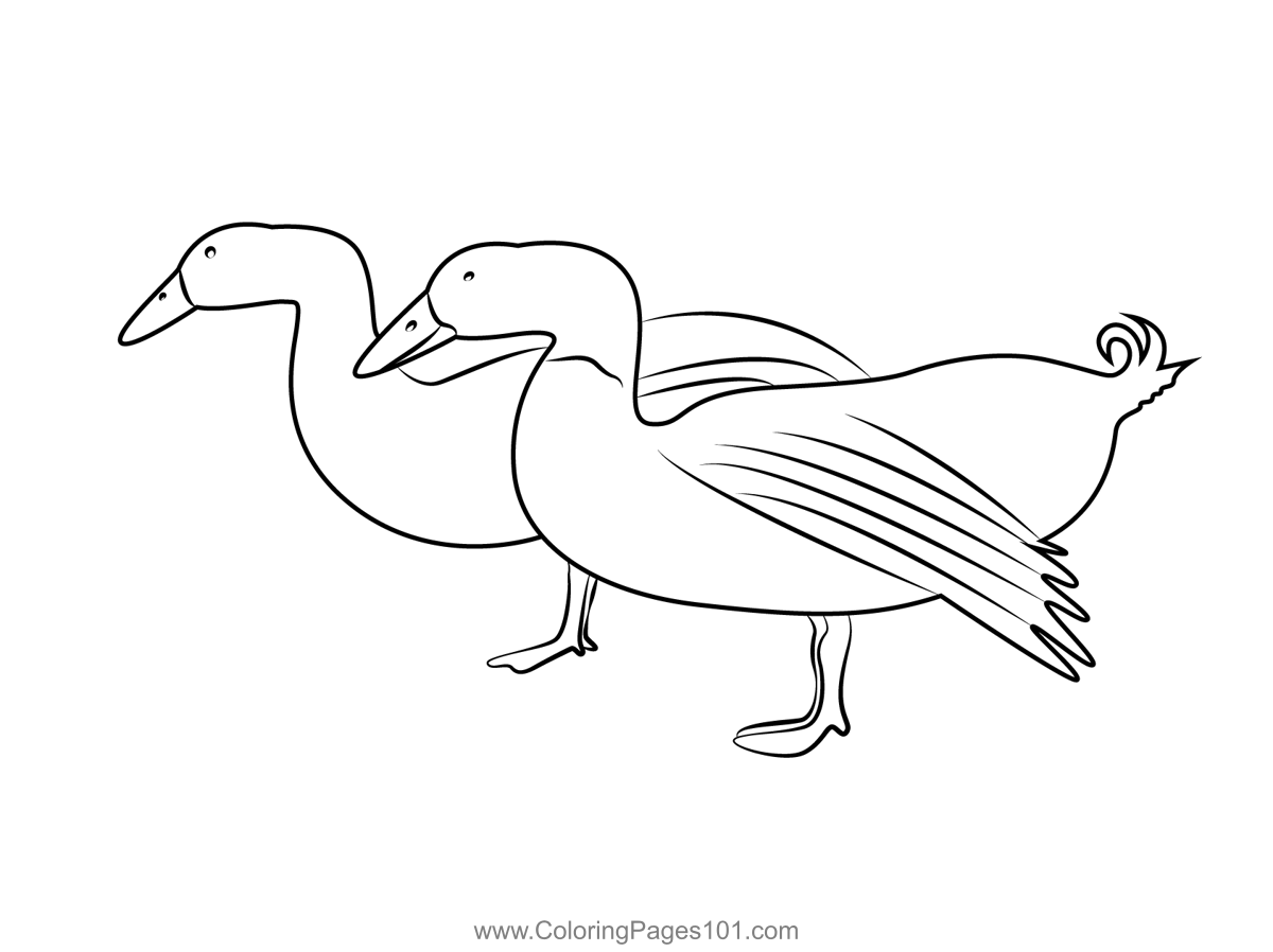 Two Ducks Walking Coloring Page For Kids Free Ducks Printable 