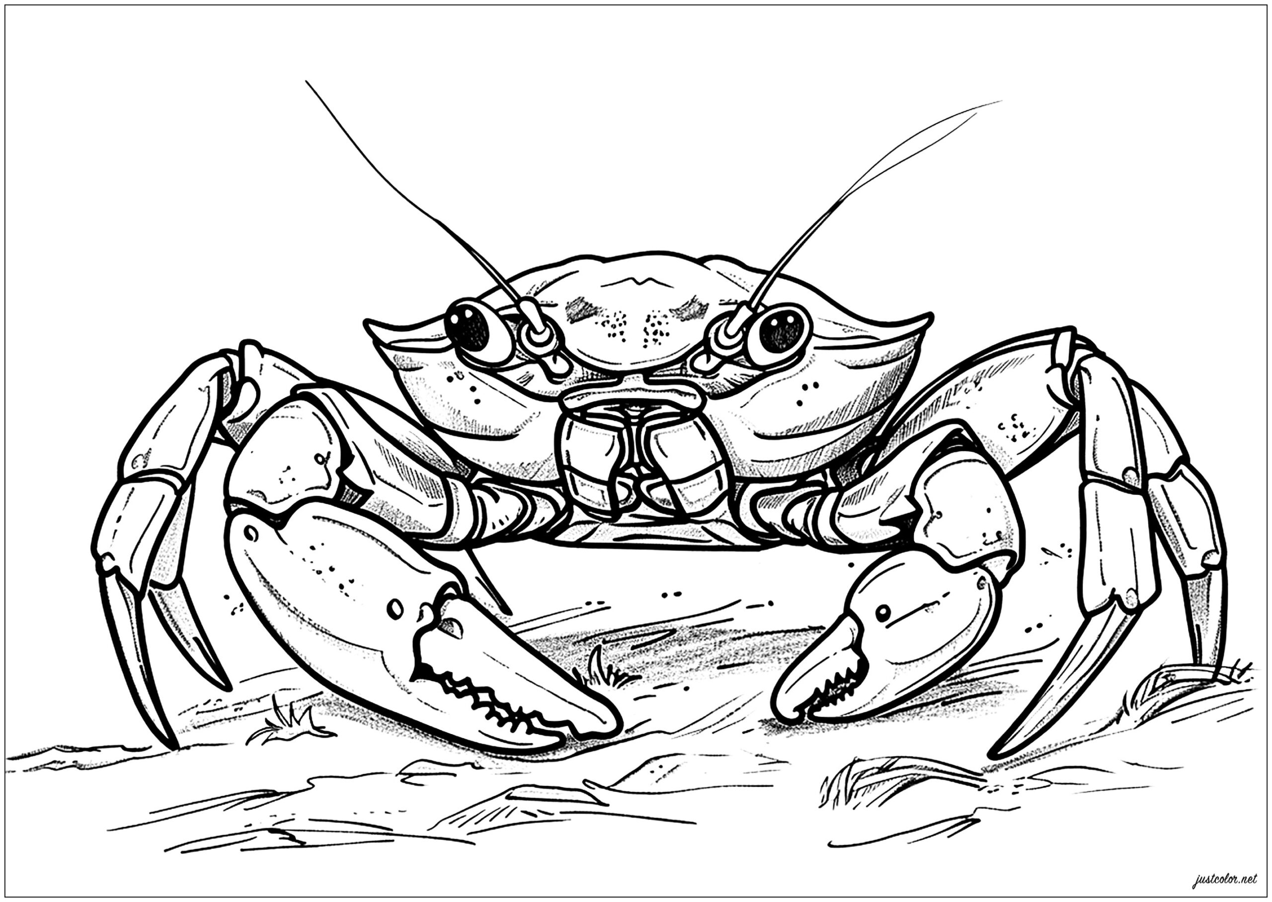 Very Realistic Crab Crab Coloring Pages Very Realistic Crab Crab Coloring Pages