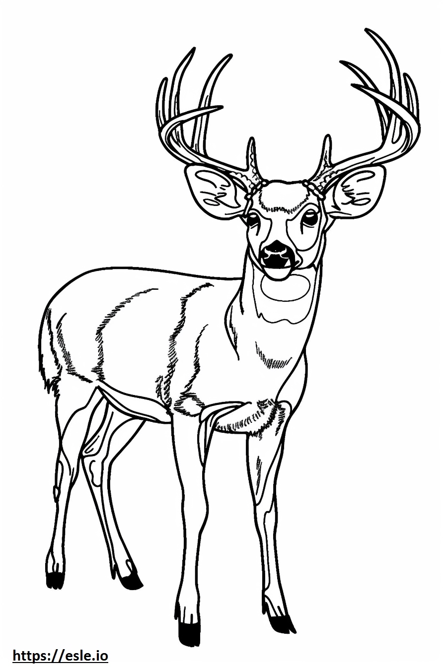 Whitetail Deer Coloring Page Whitetail Deer Coloring Page