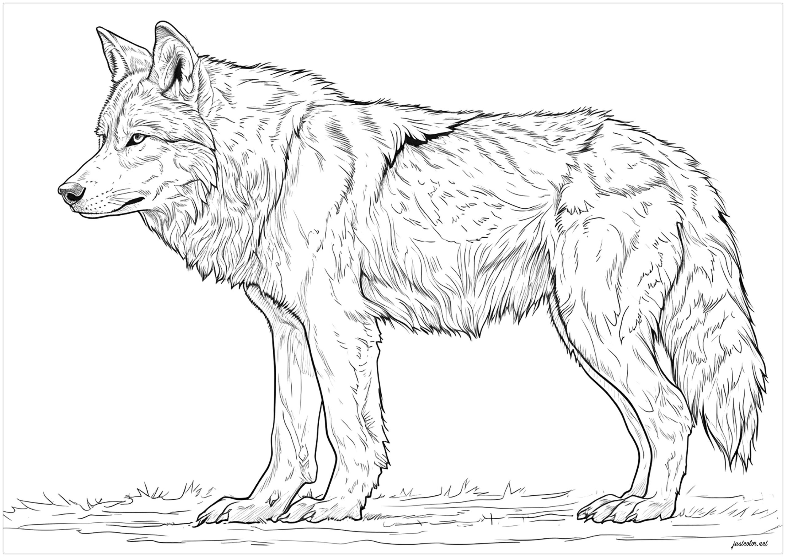 Wolves Coloring Pages 2025 Wolves Coloring Pages 2025