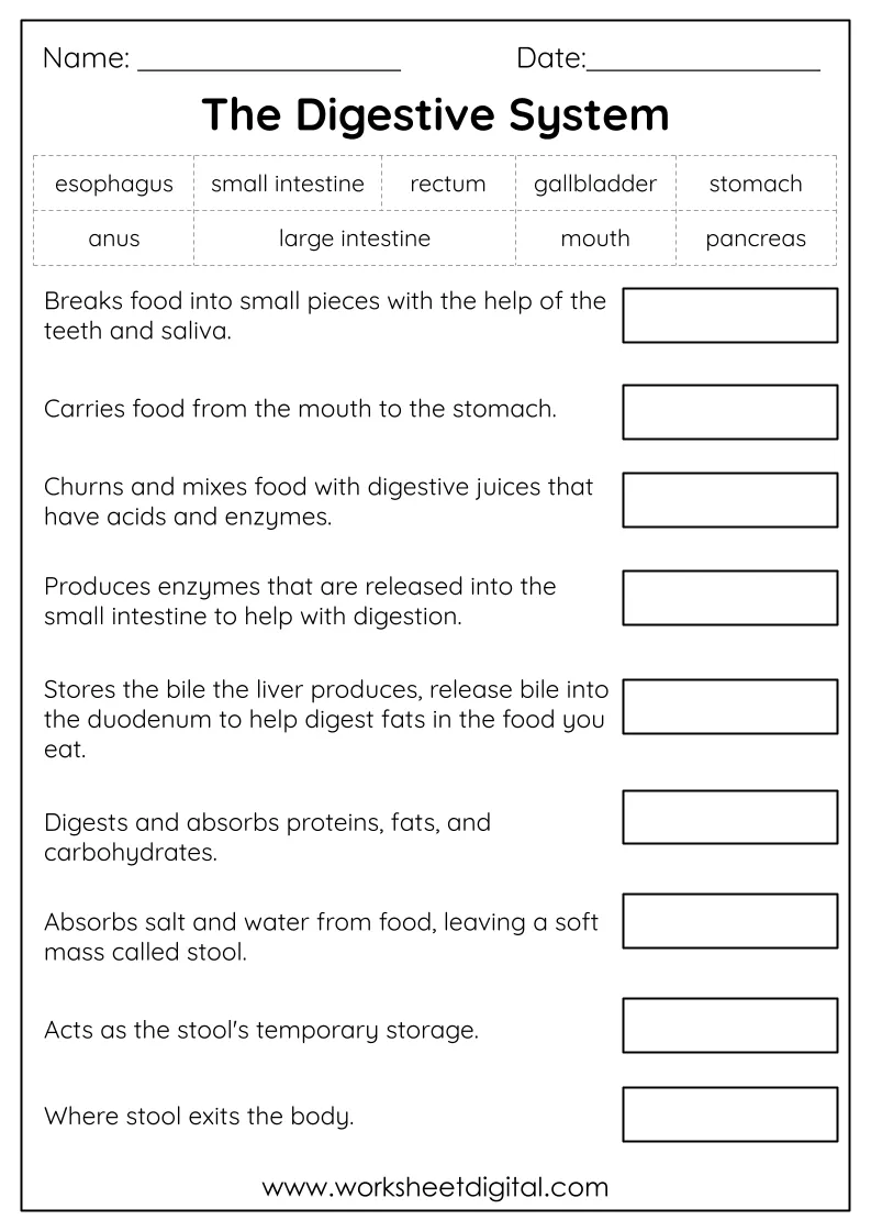 3rd Grade Science Worksheets Word Lists And Activities 3rd Grade Science Worksheets Word Lists And Activities