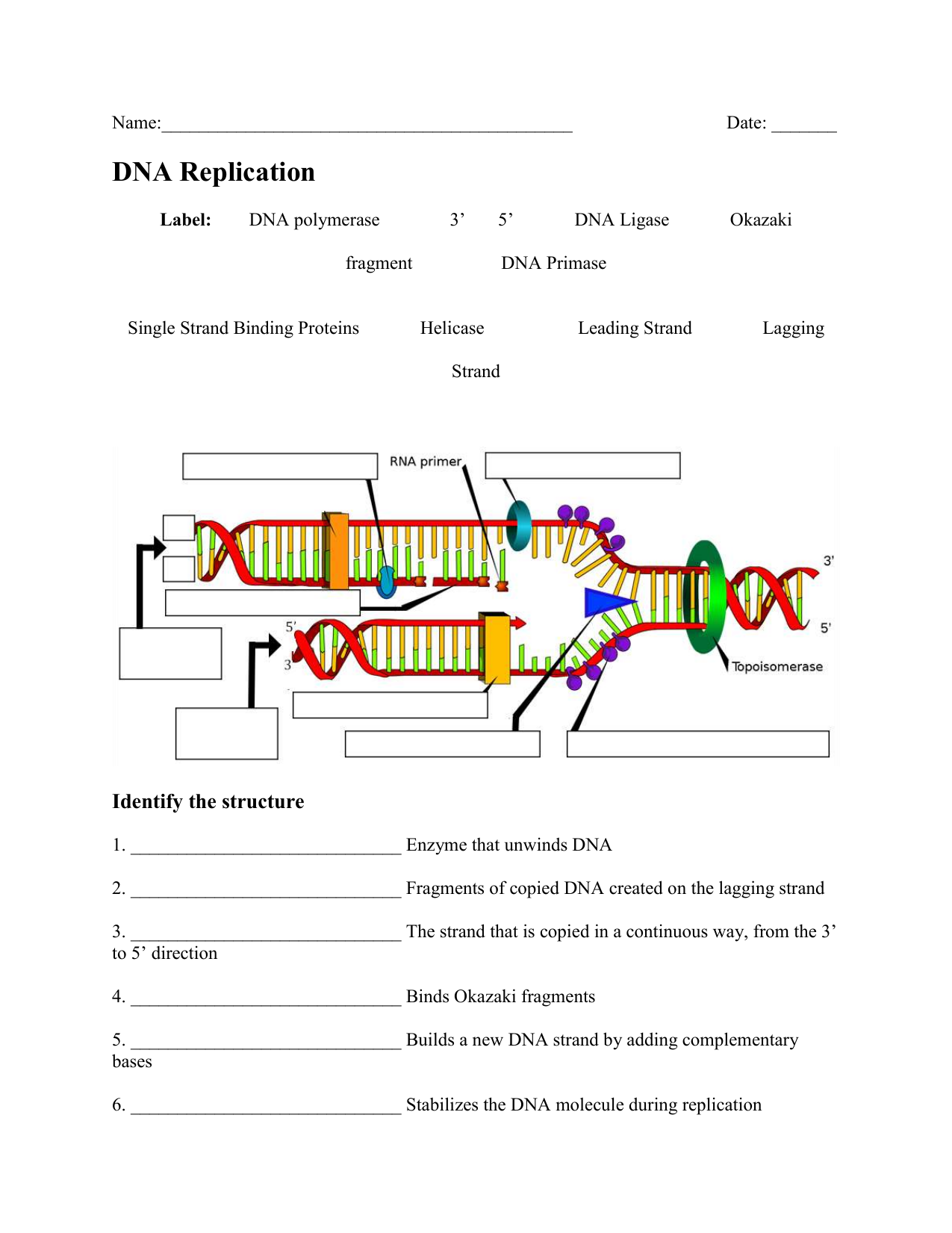 42 Dna Replication Diagram Worksheet