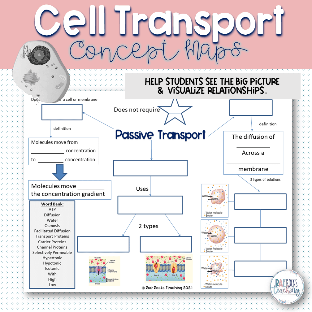 Biology 1 Cell Transport Overview Notes Cell Transport Review Biology 1 Cell Transport Overview Notes Cell Transport Review