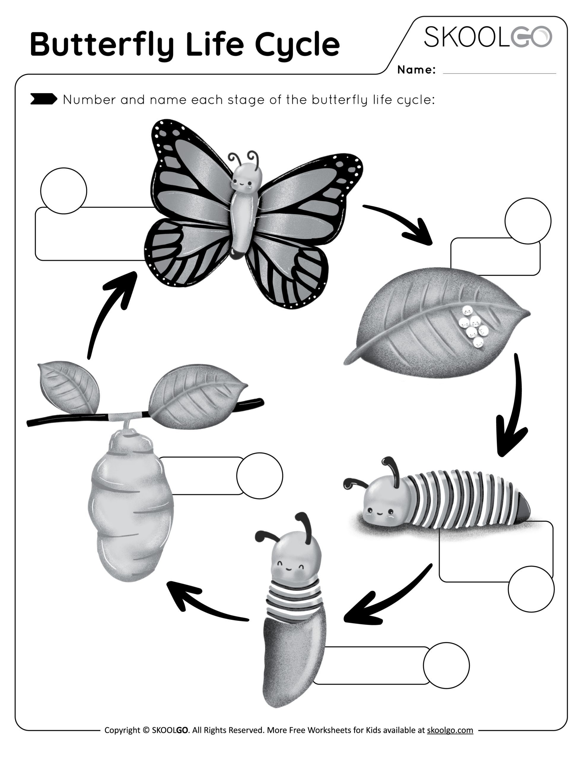 Butterfly Life Cycle Diagram Worksheet At Edward Acosta Blog