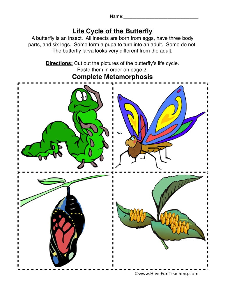 life cycle of a butterfly worksheet life cycle of a butterfly worksheet