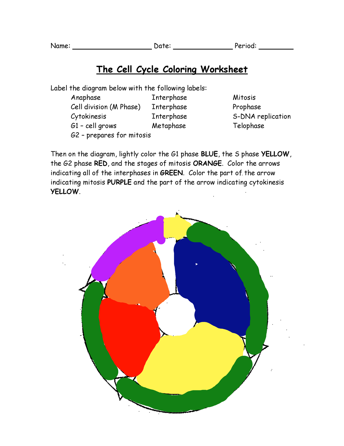 Cell Cycle Color By Number Biology Review Worksheet Activity TPT
