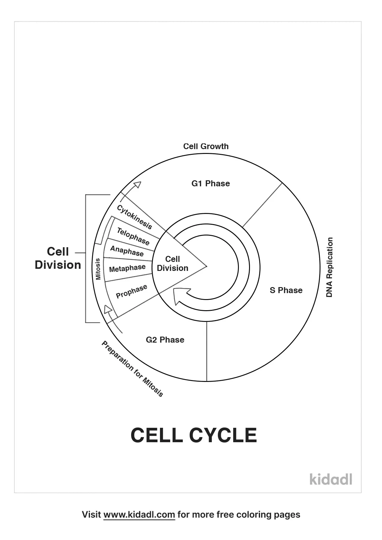 Cell Cycle Coloring Worksheet Cell Cycle Coloring Worksheet