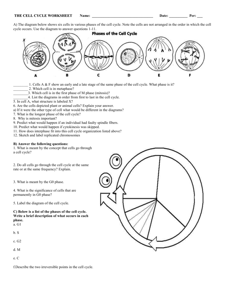 Cell Cycle Worksheet Key