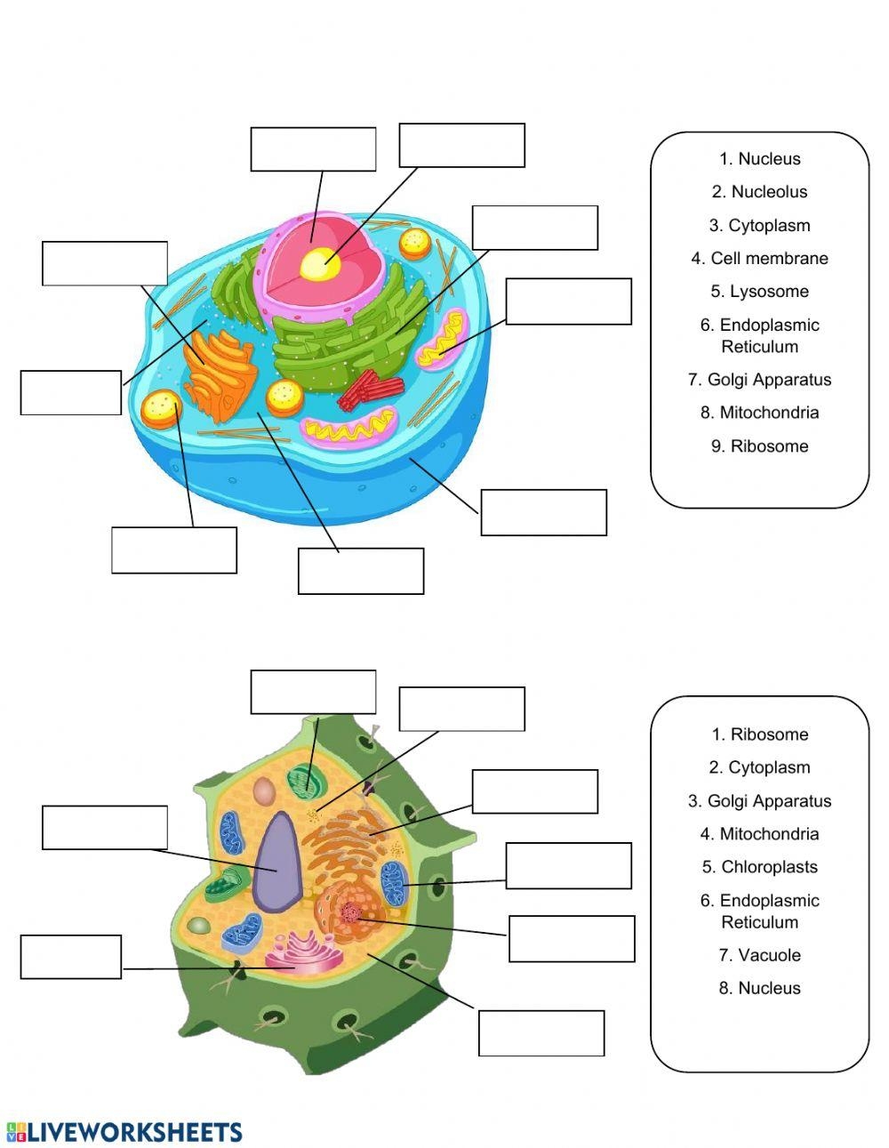 Cell Organelles Analogies Worksheet Answers Exercises Biology 