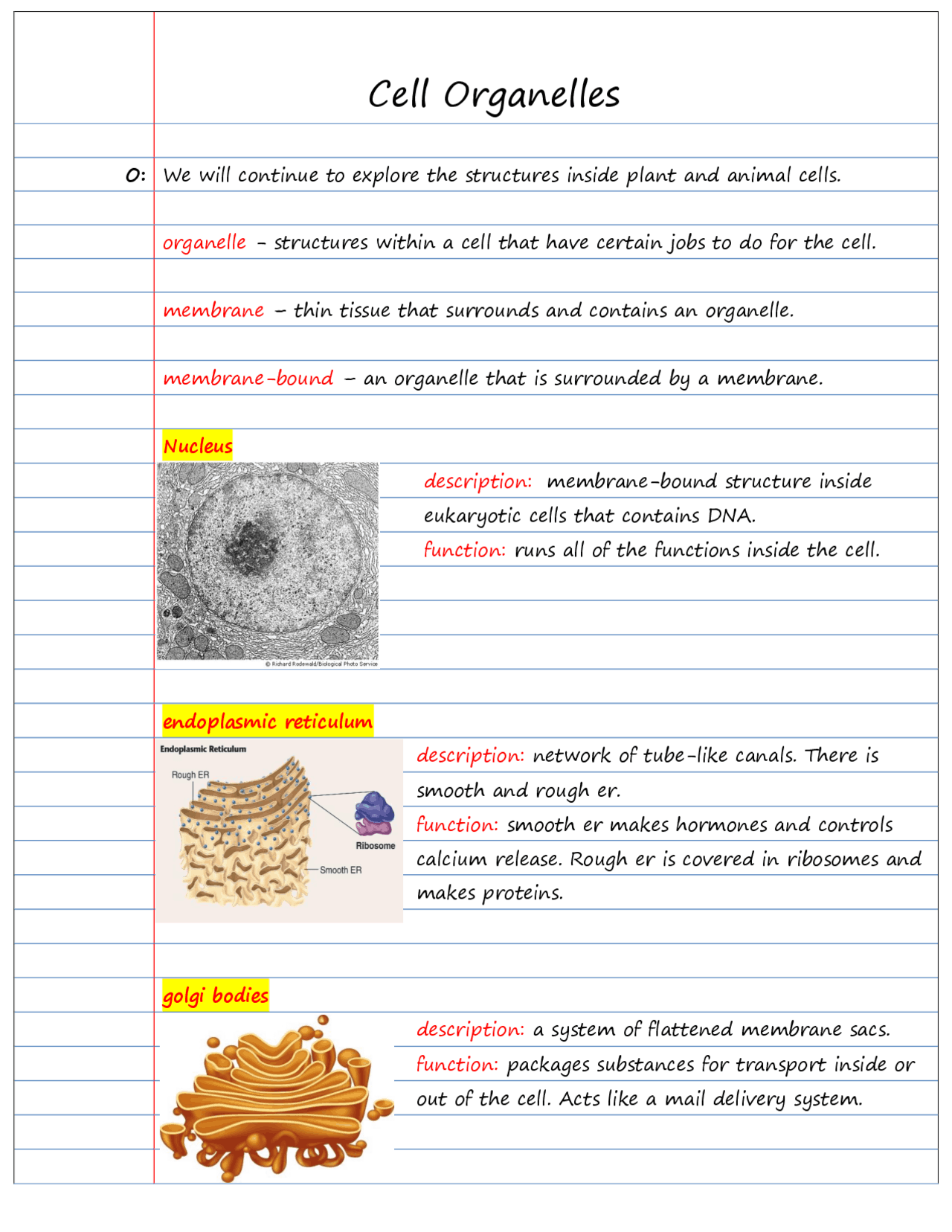 Cell Organelles And Their Functions Worksheet