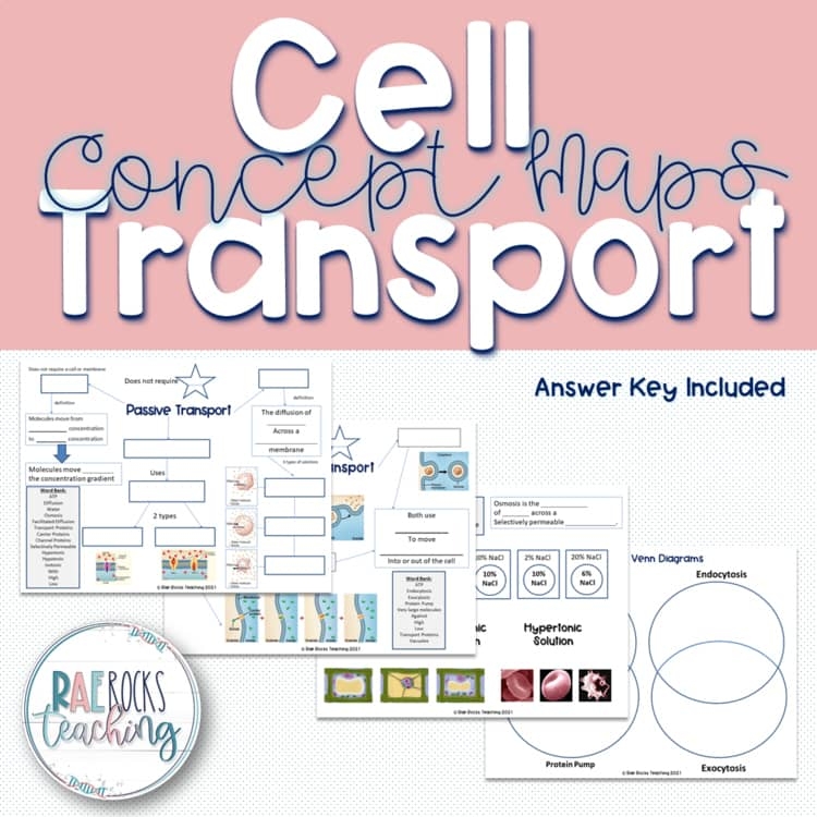 Cell Transport Review Worksheet By Rae Rocks Teaching TPT
