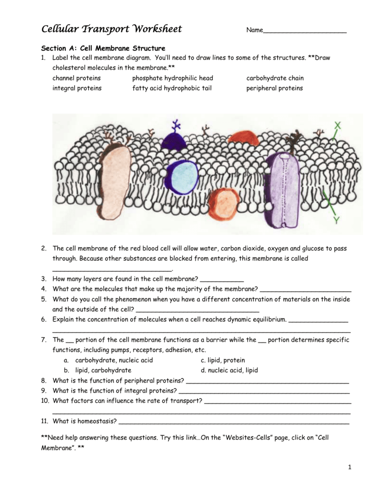 cell transport review worksheet cell transport review worksheet