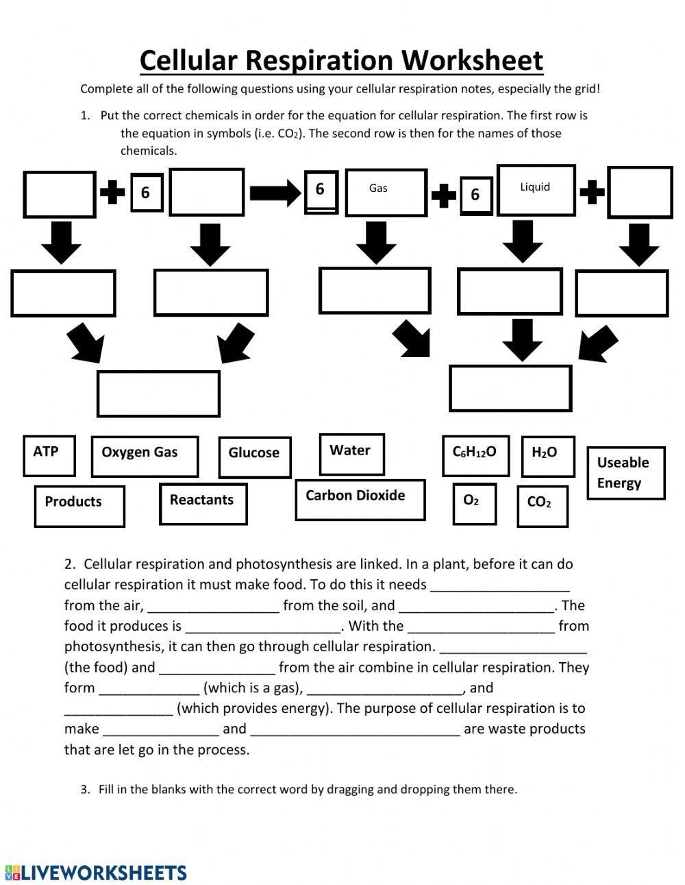 Cellular Respiration Practice Worksheet Live Worksheets Worksheets Cellular Respiration Practice Worksheet Live Worksheets Worksheets