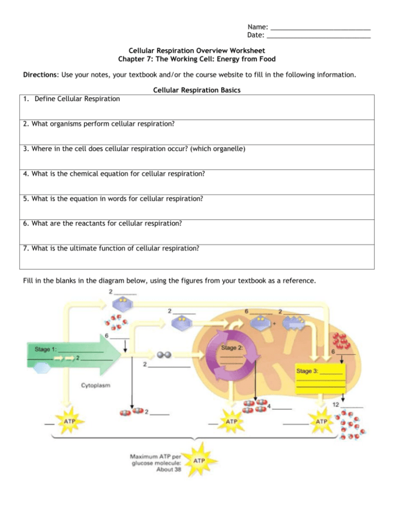 cellular respiration worksheet cellular respiration worksheet