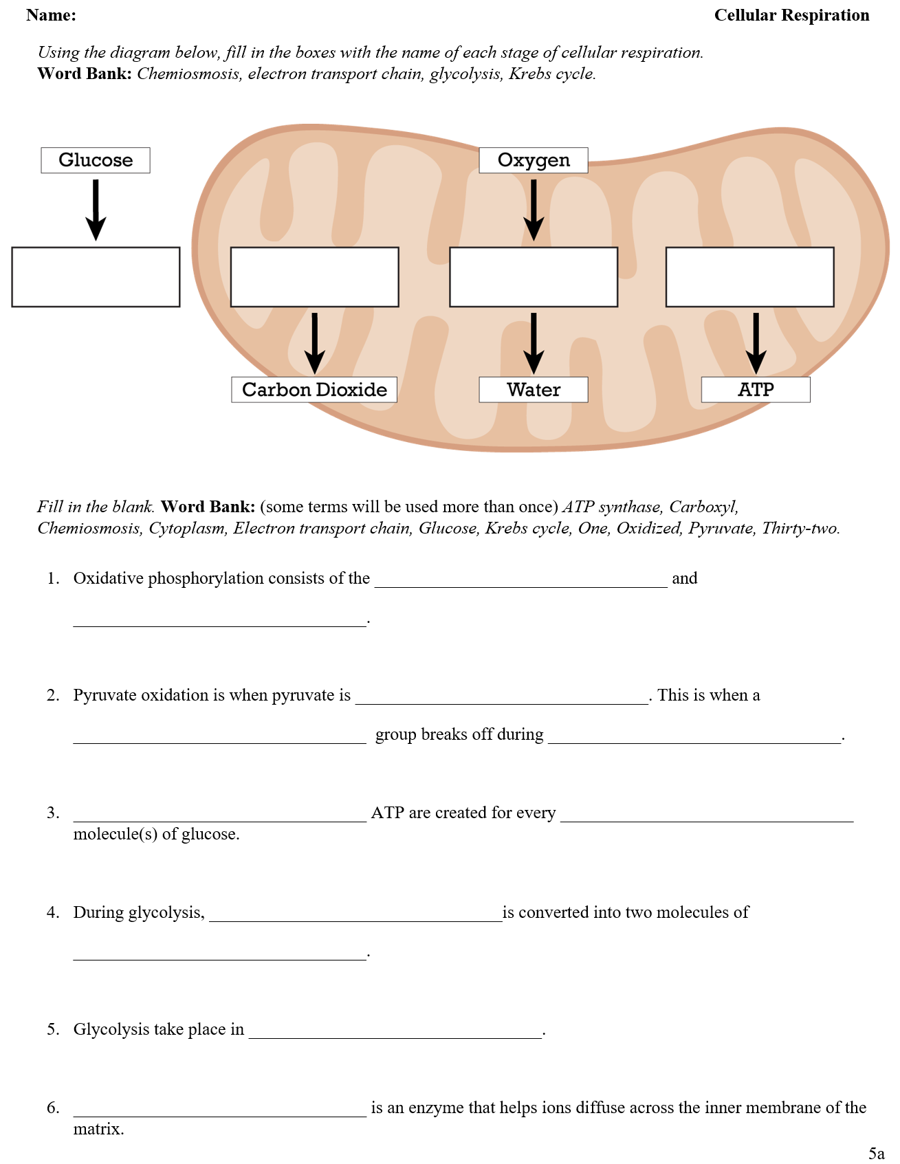 Cellular Respiration Worksheet Solved Cellular Respiration Class Work Cellular Respiration Worksheet Solved Cellular Respiration Class Work