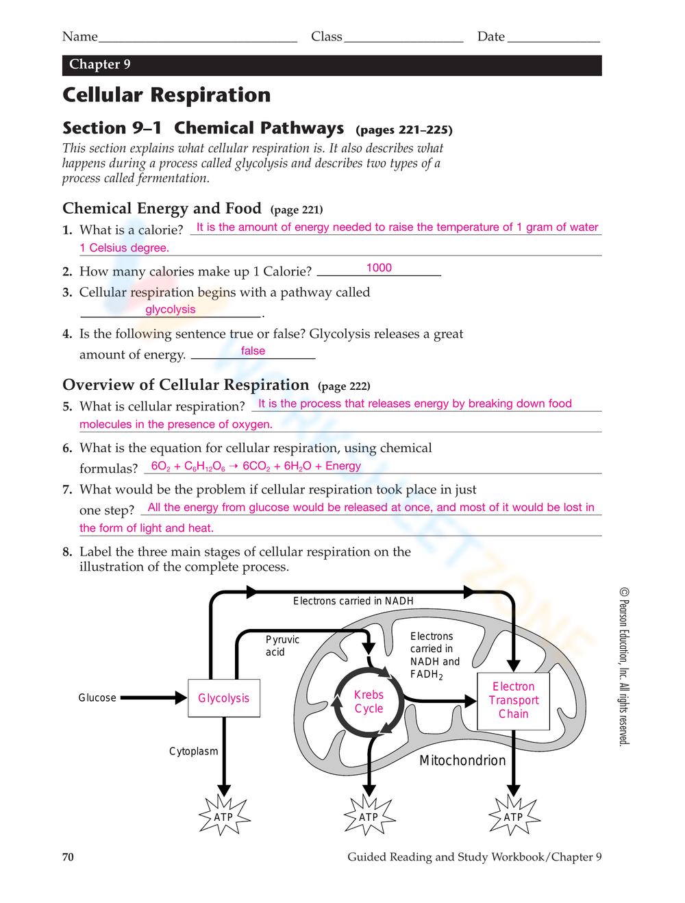 Cellular Respiration Worksheet