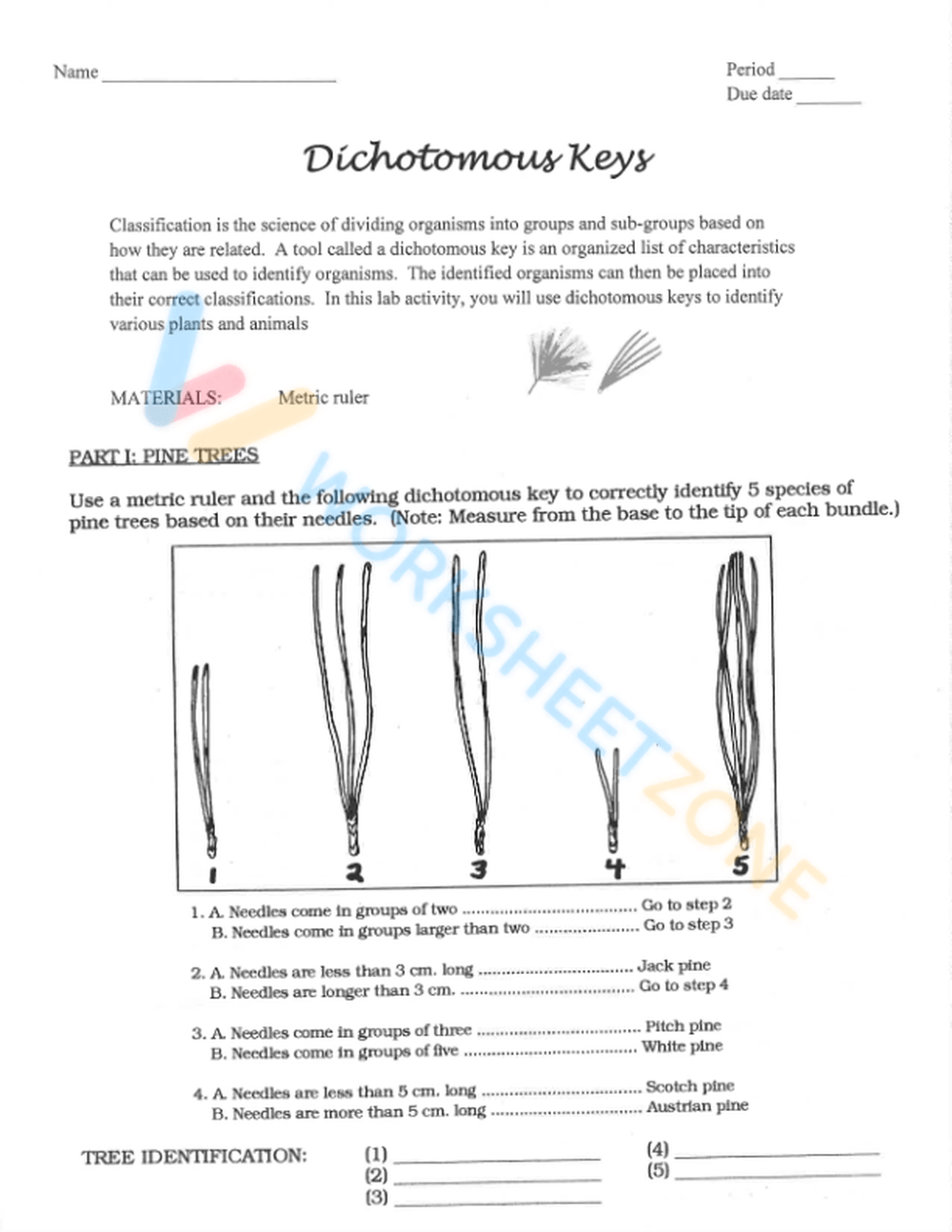 Dichotomous Key Worksheet Middle School