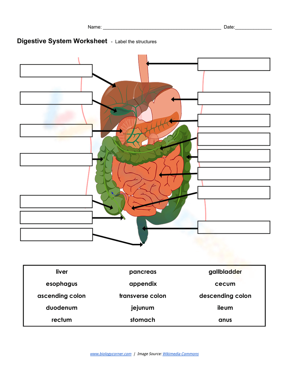 Digestive System Diagram Worksheet