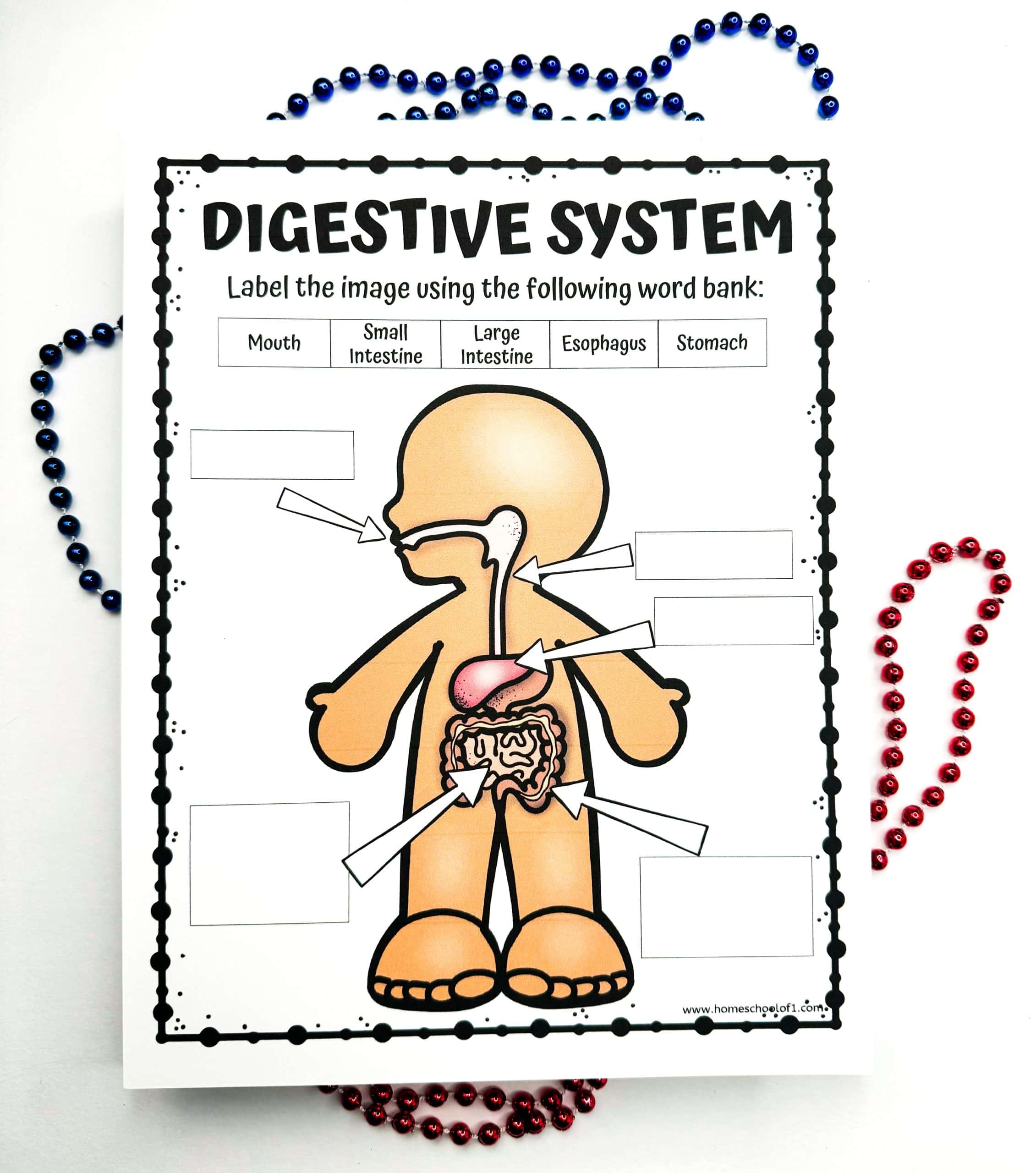 Digestive System Labeling Worksheet Digestive System Diagram Worksheet
