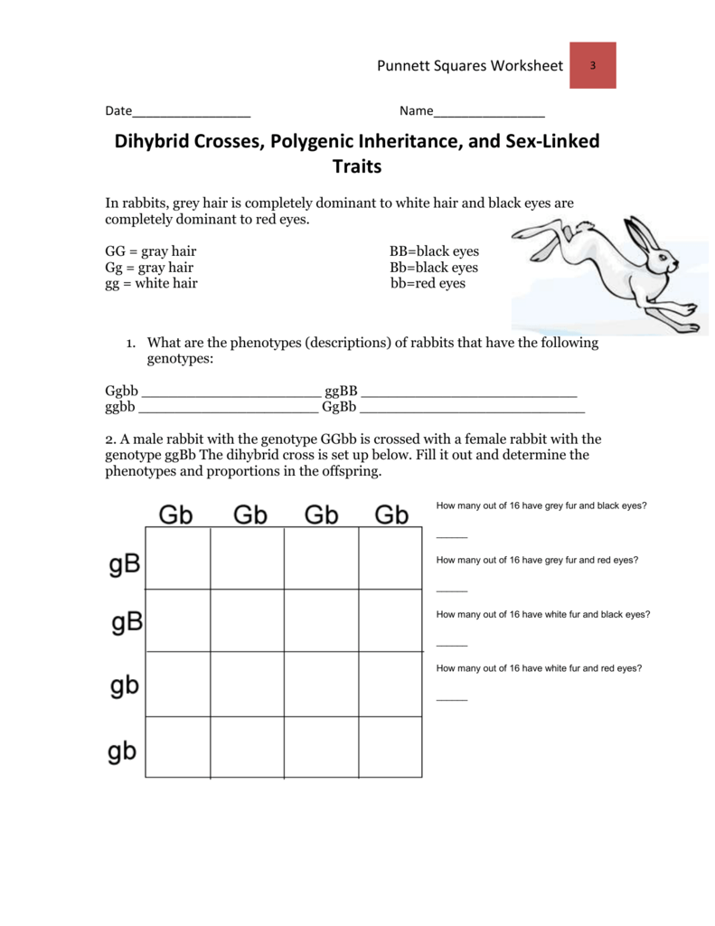 Dihybrid Cross Step By Step Instructions Worksheet Dihybrid