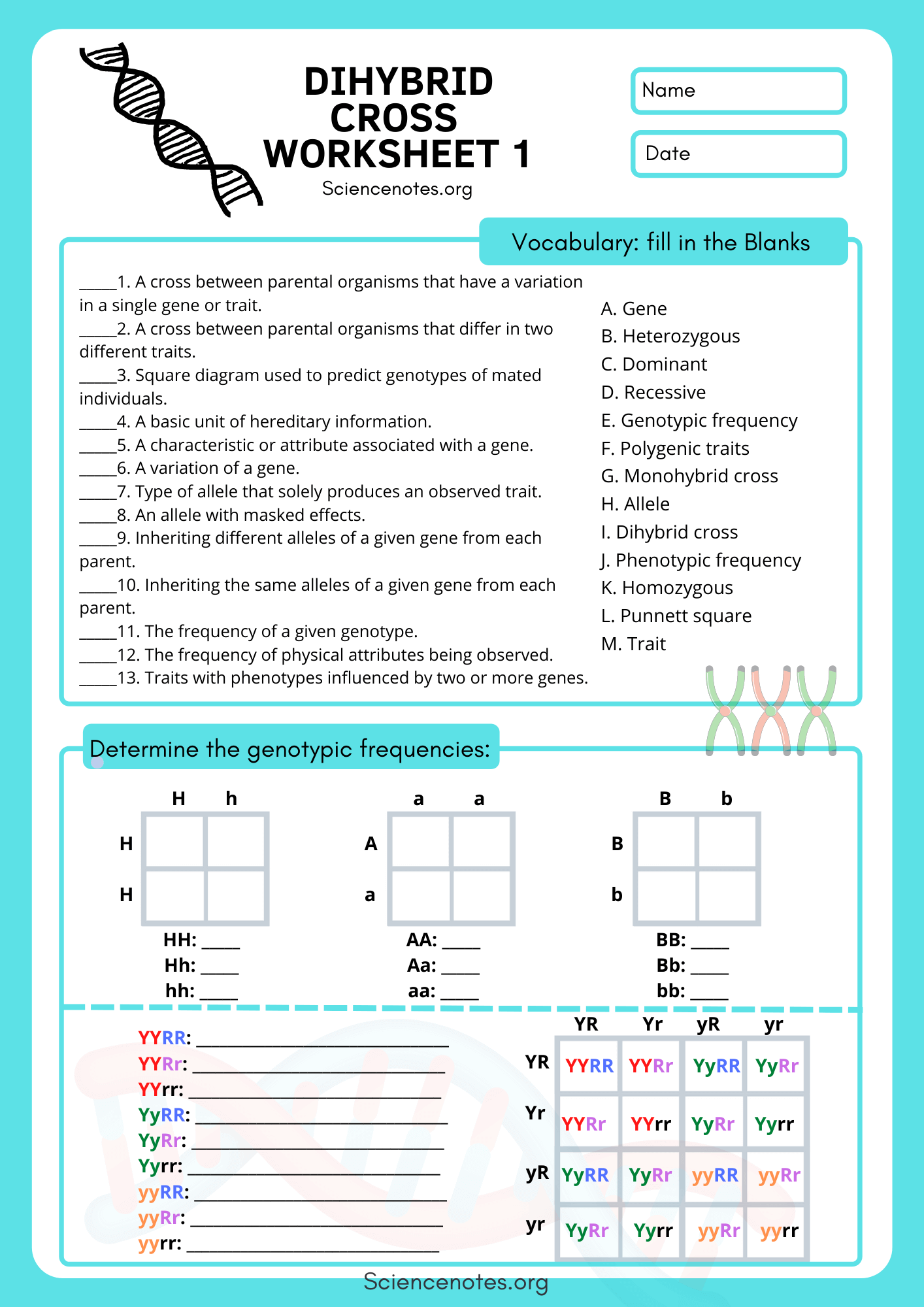 Dihybrid Crosses Worksheet