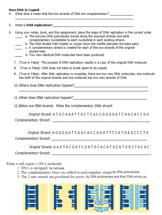 dna replication worksheet