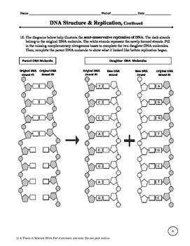 dna structure and replication worksheet dna structure and replication worksheet