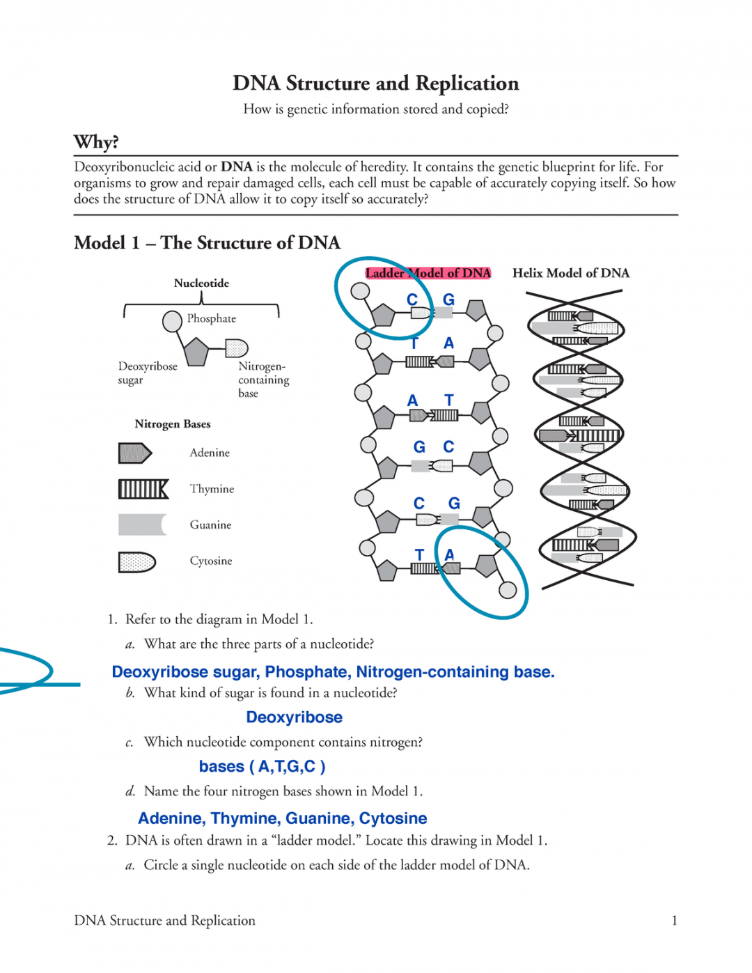 Dna Structure Replication Worksheet Printable For Parents