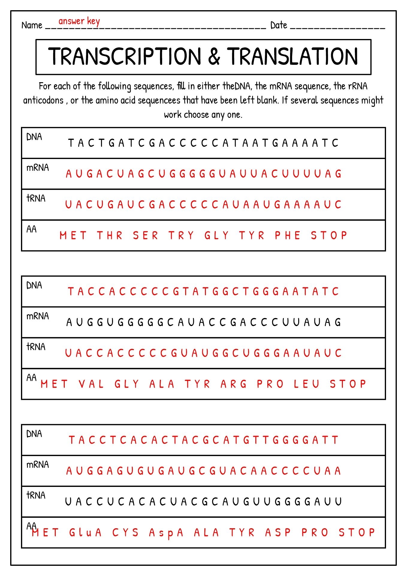 transcription translation worksheet
