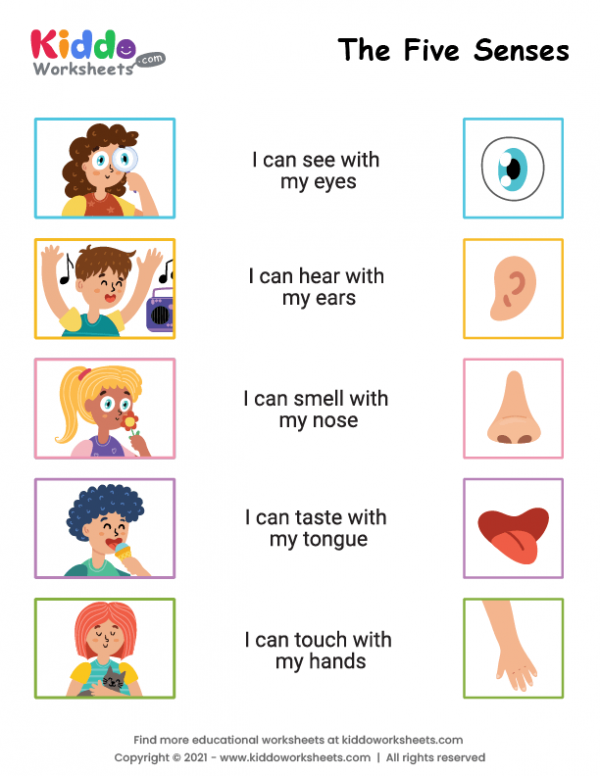 five senses worksheet five senses worksheet