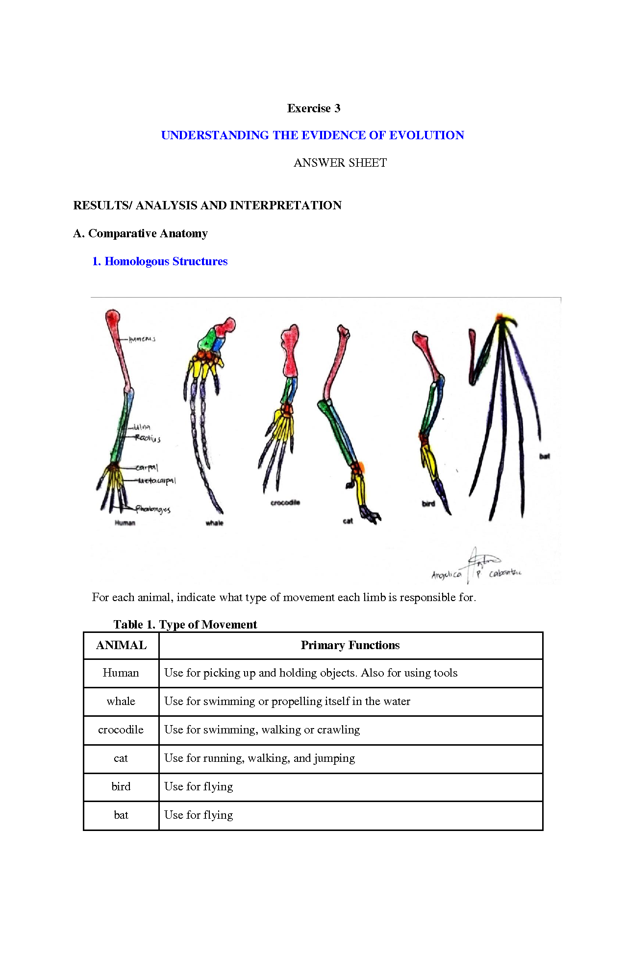 Evidence Of Evolution Worksheet Answer Key
