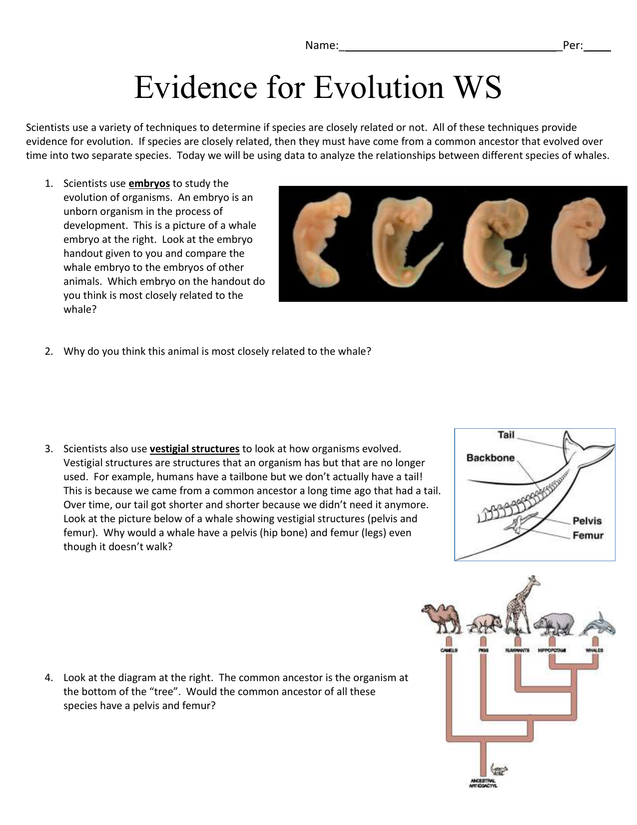 Evidence Of Evolution Worksheet Answers Owhentheyanks