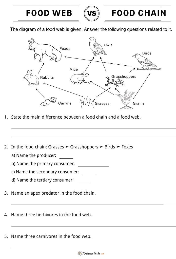food chain worksheet