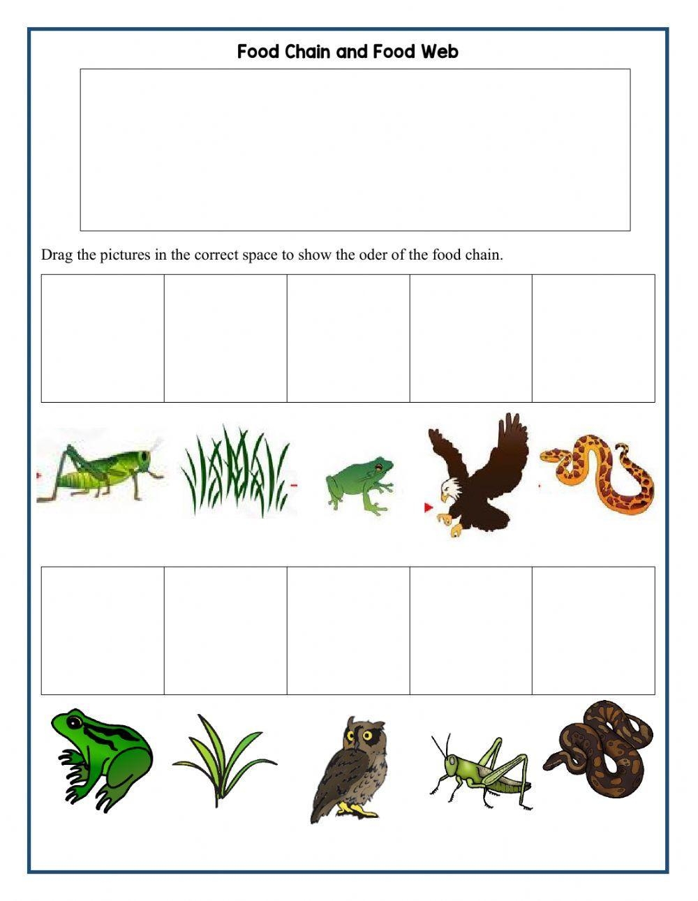 Food Webs And Food Chains Worksheets Free Pintables Worksheets Library