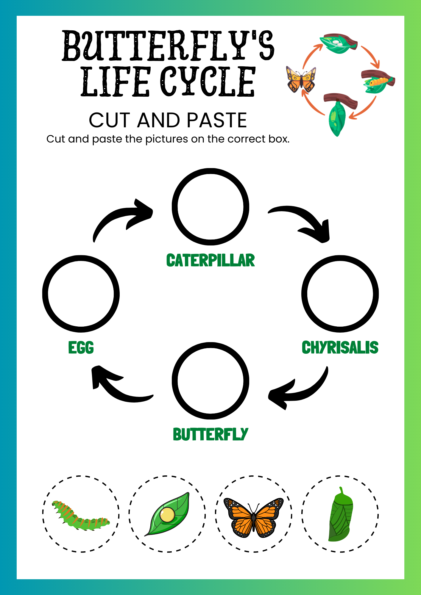 worksheet life cycle of butterfly