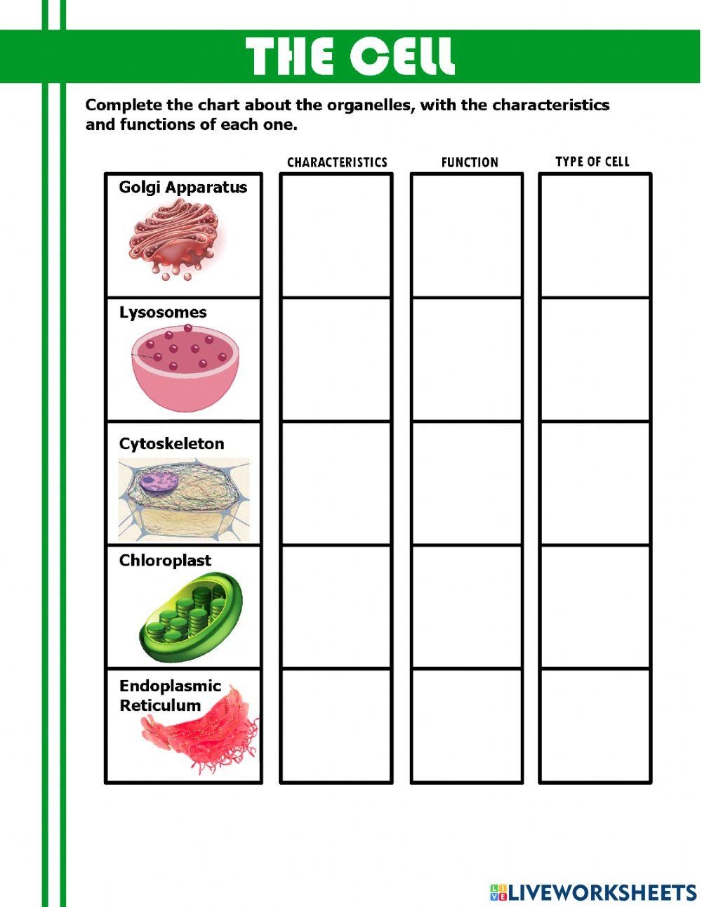 Free Cell Organelle Functions Worksheet Download Free Cell Organelle 