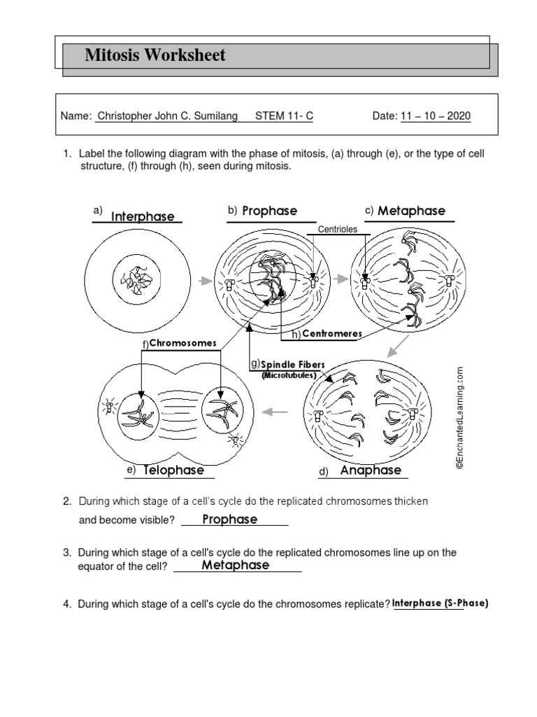 mitosis worksheet answers