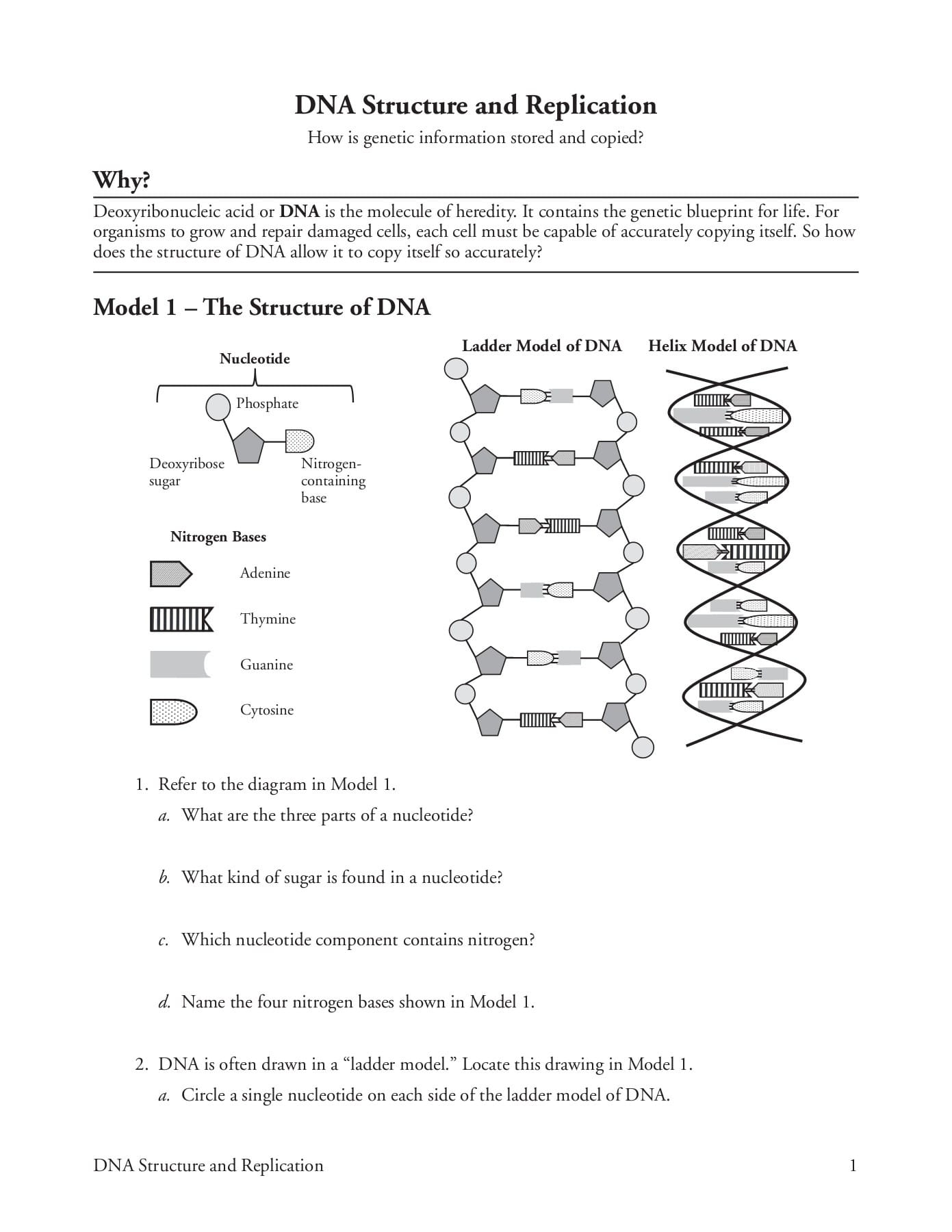 Free Printable DNA Replication Worksheets And Answer Keys A 