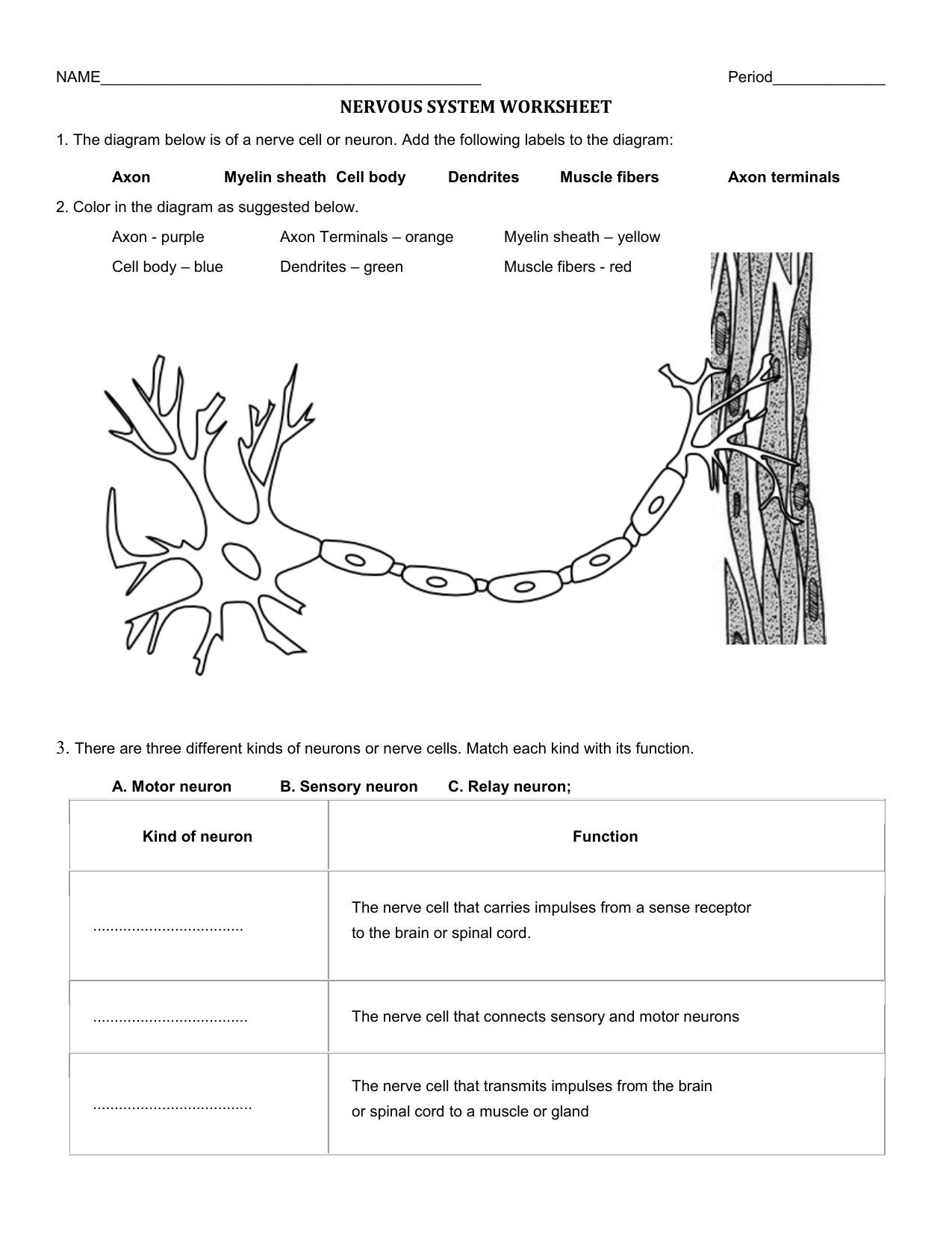 Free Printable Nervous System Worksheets Free Worksheets Printable