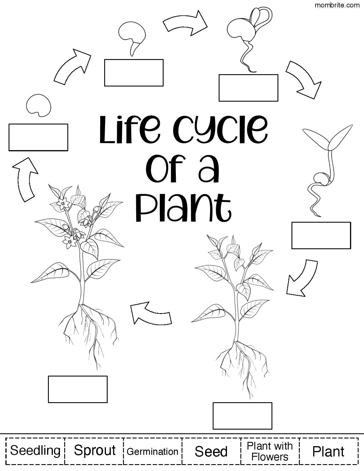 plant life cycle worksheet