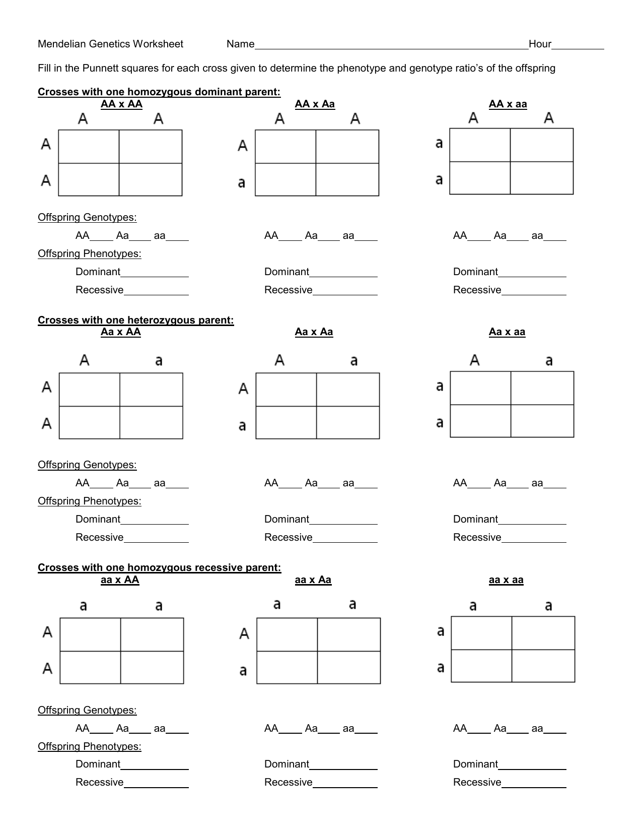 punnett square worksheet