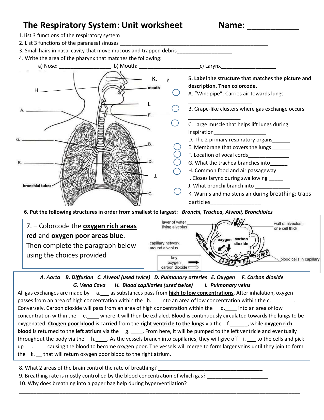 respiratory system worksheet