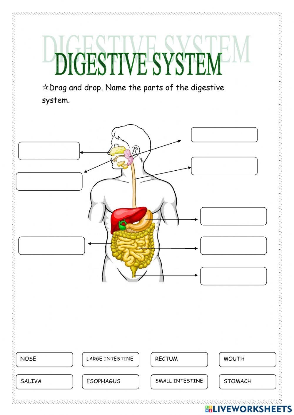 Human Digestive System Worksheet Pdf