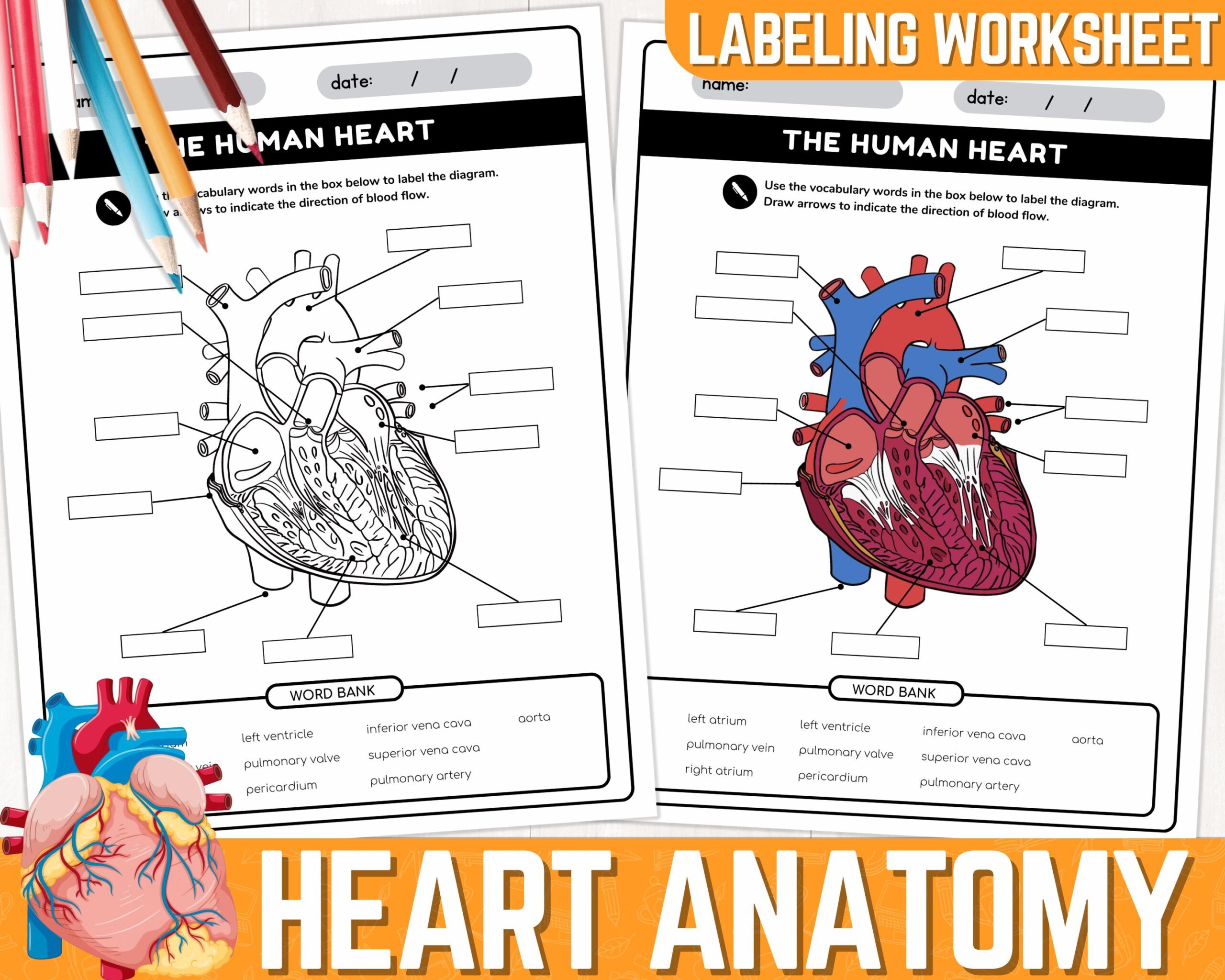 Human Heart Parts Labeling Worksheet Anatomy Of The Heart Parts Of Human Heart Parts Labeling Worksheet Anatomy Of The Heart Parts Of