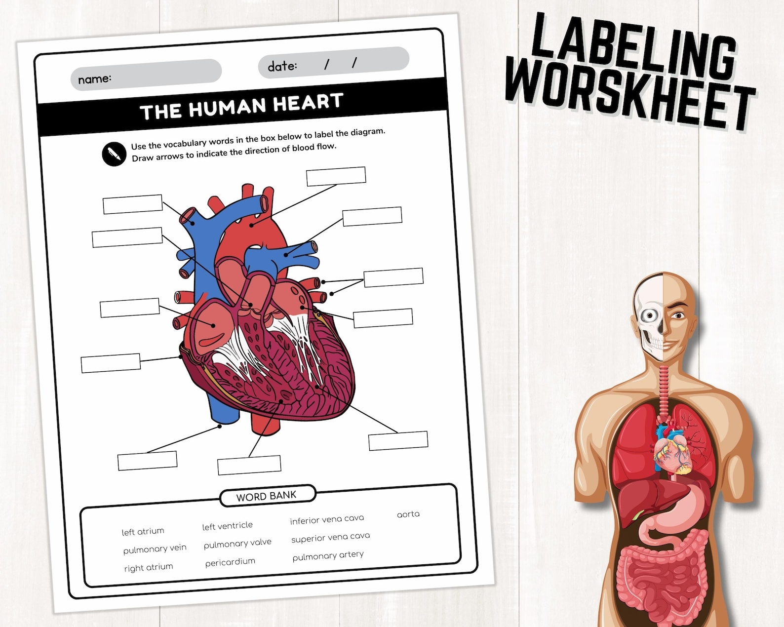 Human Heart Parts Labeling Worksheet Anatomy Of The Heart Parts Of Human Heart Parts Labeling Worksheet Anatomy Of The Heart Parts Of