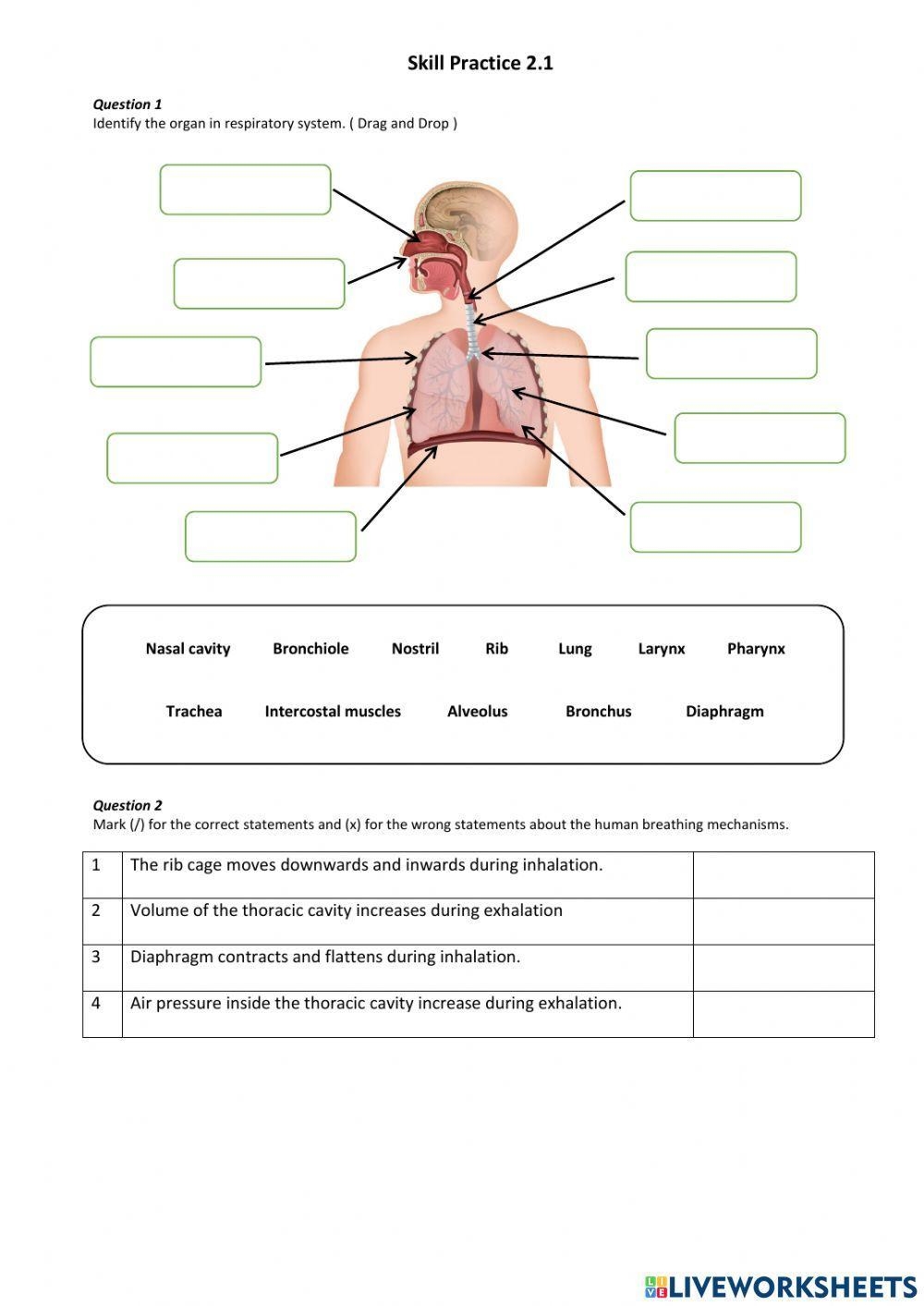 Human Respiratory System Worksheet Worksheets Library